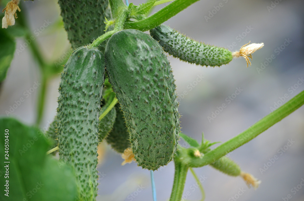 Cucumbers grow in greenhouses Cucumbers grow in greenhouses