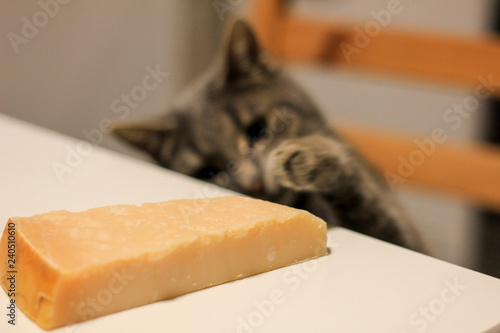 Katze will den Parmesan essen photo