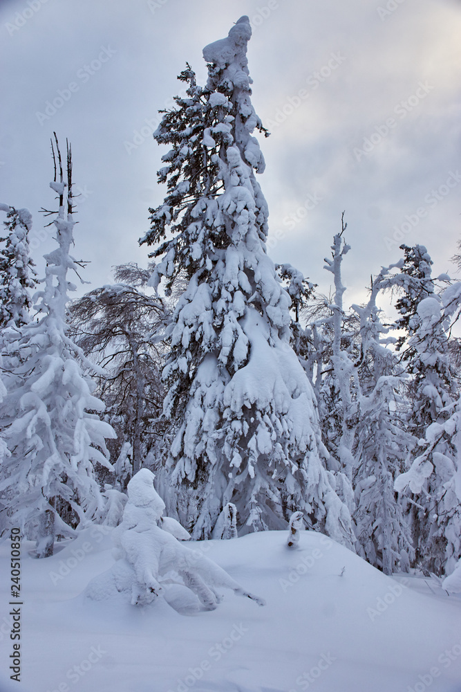 Obraz premium trees in the snow
