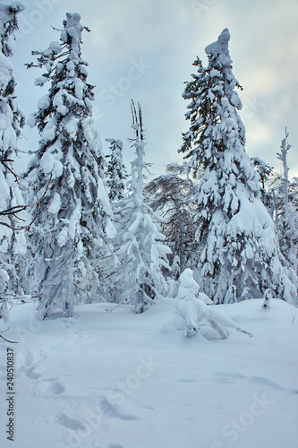 trees in the snow © Антон Ульянов