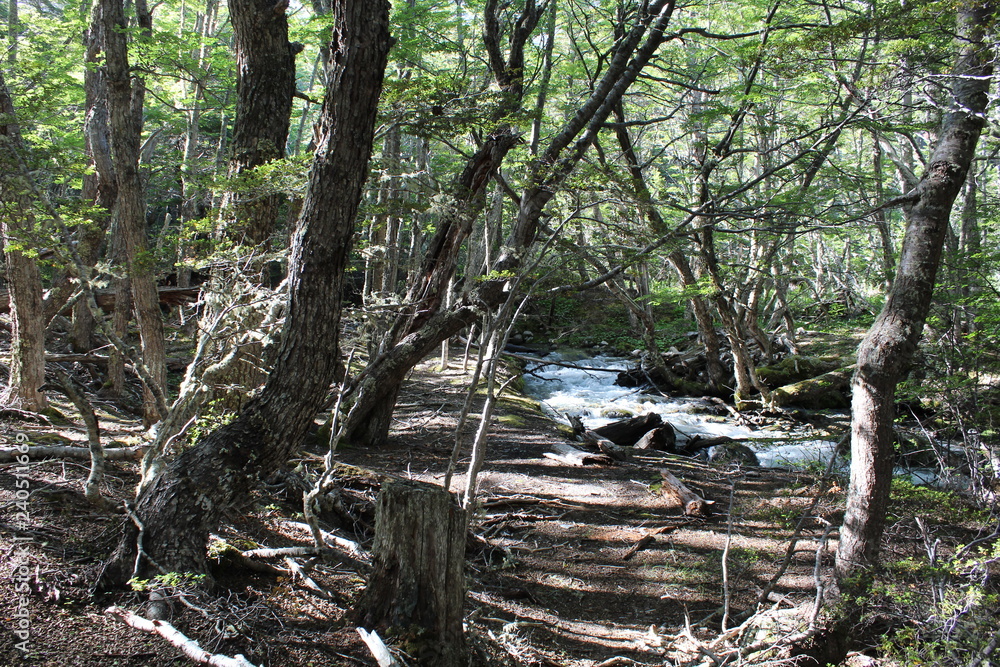 Waterfall  in  the  forest