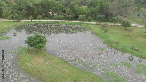 Wallpaper Mural A flying camera shoots white ducks on a lake in the park area of Vietnam. Shot from a drone. A view of the mountains. Forest. Torontodigital.ca