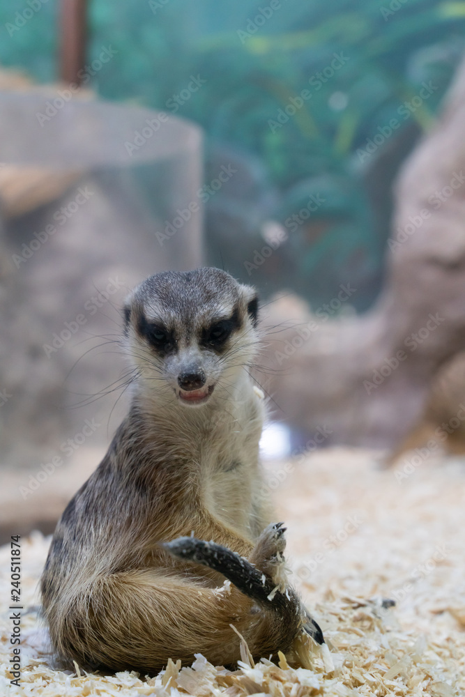 Fototapeta premium meerkat sitting on wood sawdust