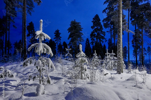 Peaceful winter night and beautiful blue sky. Snow cowered trees in very cold weather in Finland.