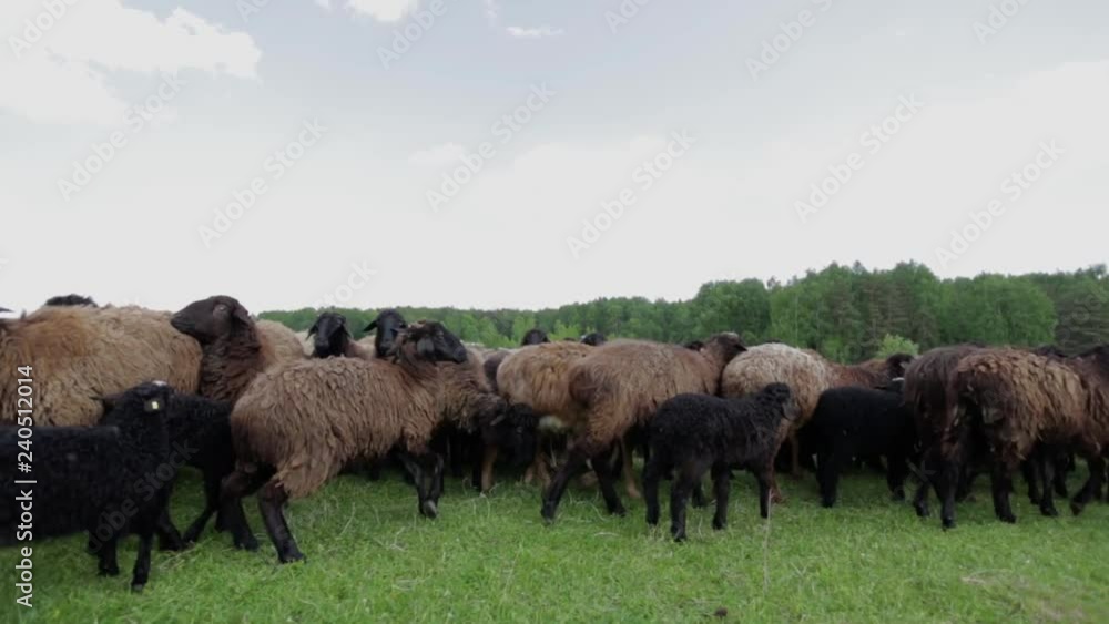 Herd of frightened sheep running away from the camera Herd of frightened sheep running away from the camera