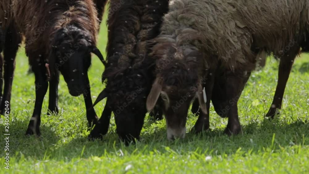 Cute sheep in field pasture chewing fresh grass, covered with buzzing flies Cute sheep in field pasture chewing fresh grass, covered with buzzing flies