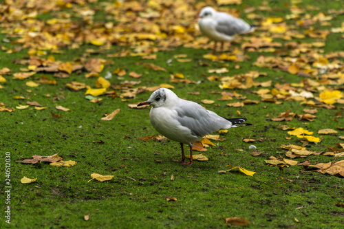 Seagull on the grass field