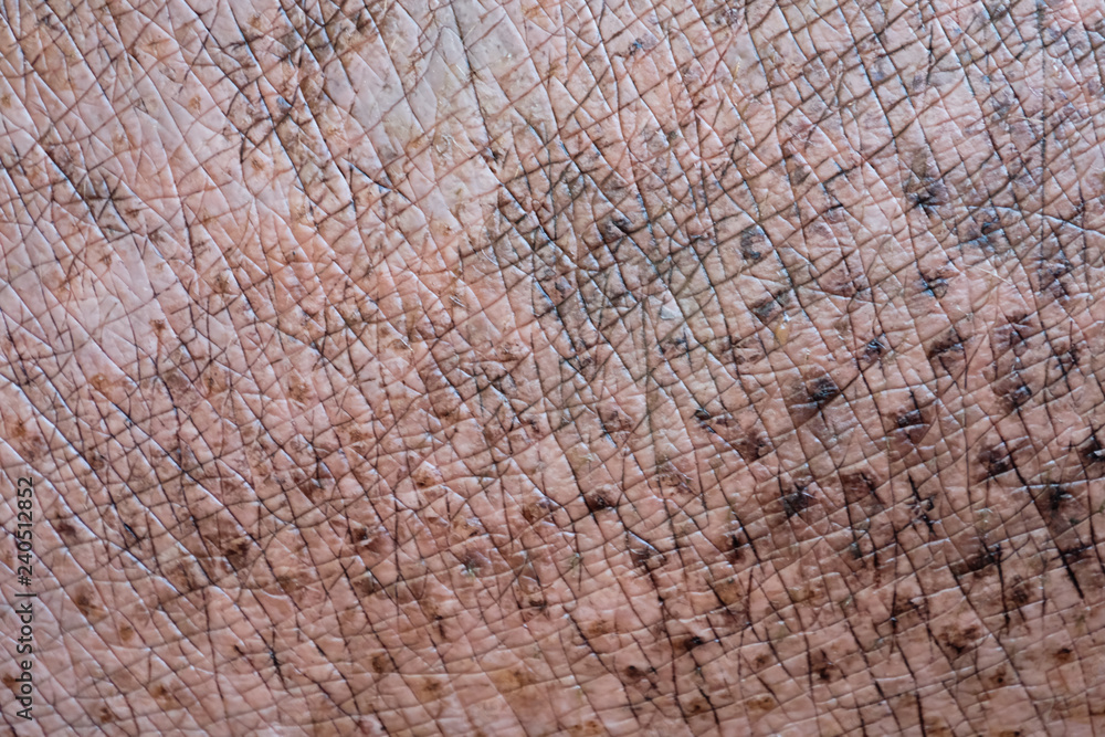 Fototapeta premium Hippopotamus skin