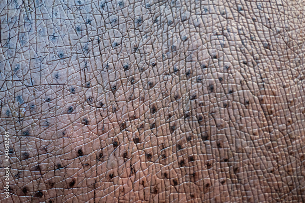 Hippopotamus skin