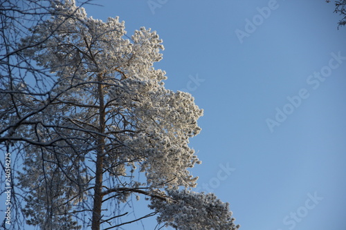 snowy tree and blue sky