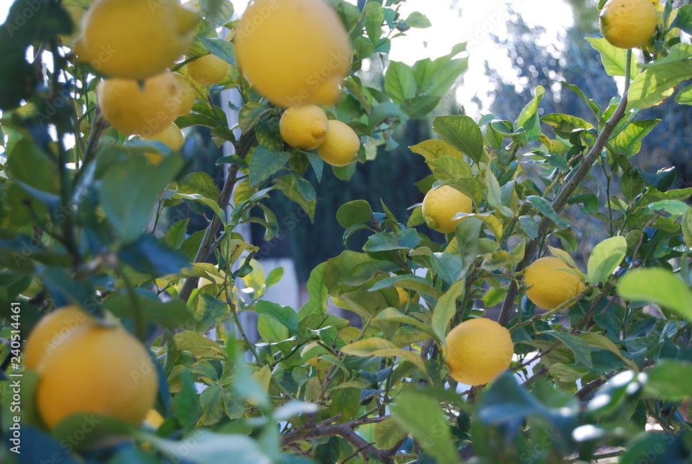 Lemon Tree in Garden