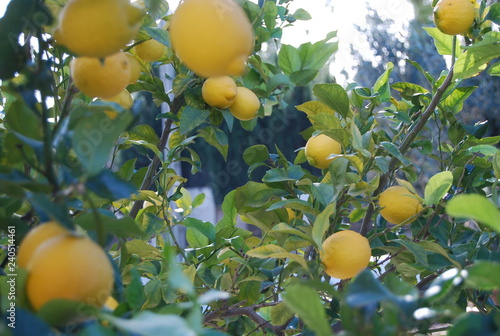 Lemon Tree in Garden