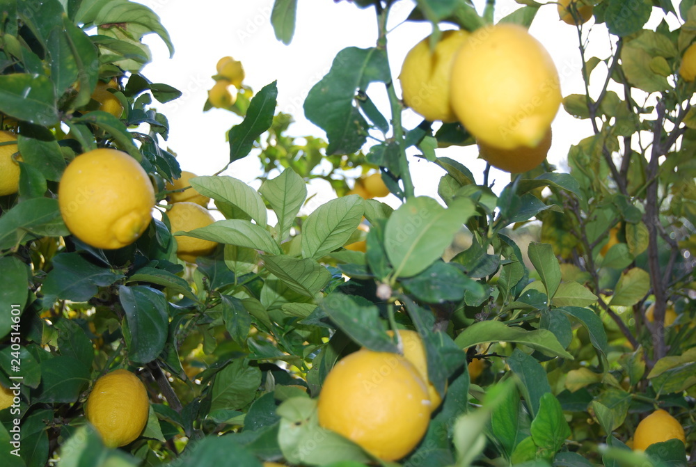 Lemon Tree in Garden