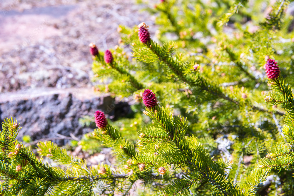 Obraz premium Young fir cones and fir tree branches