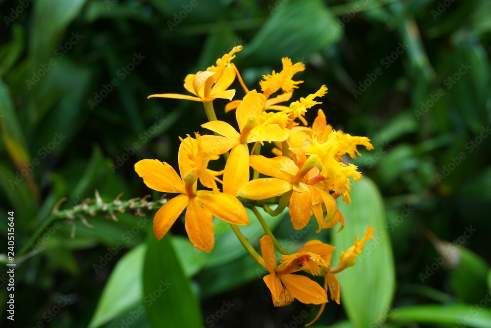 Fototapeta premium 花