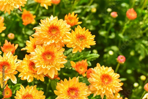 Close-Up View of Blooming Orange Chrysanthemum Flowers © panithi33
