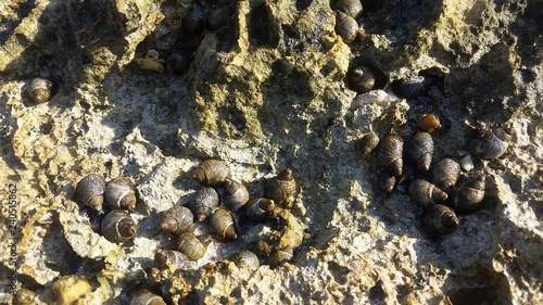 Shells at el Quseir reef Red Sea, Egpt