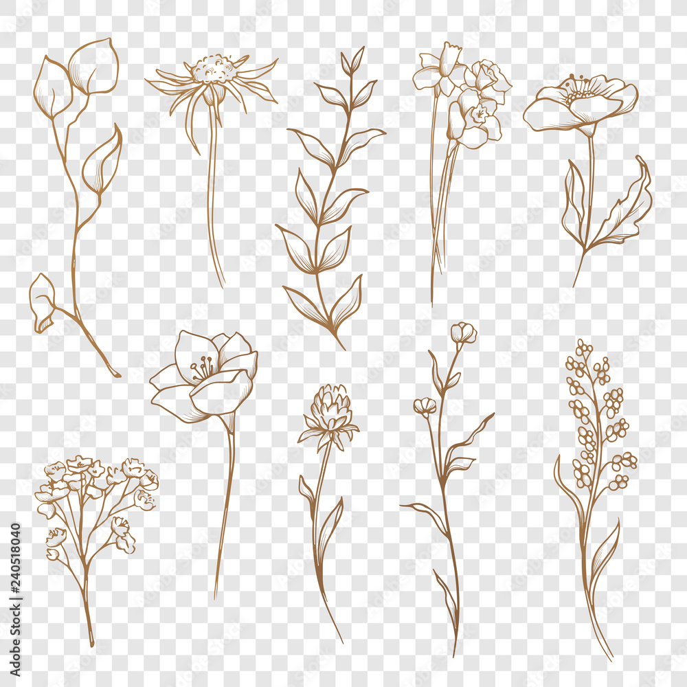 Vector floral collection. Hand drawn set Flowers and leaves. Stock ...