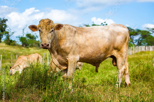 Beautiful cattle standing in the field of grass in farm