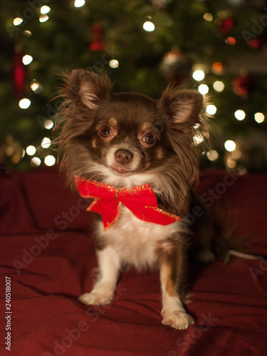 Dog chihuahua with red bow, blurred christmas lights in the background. gift for a kids.