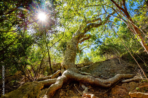 Old Guayacan tree scenic place at guanica dry forest photo