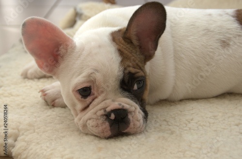 portrait d'un bébé bouledogue français blanc © Patryssia