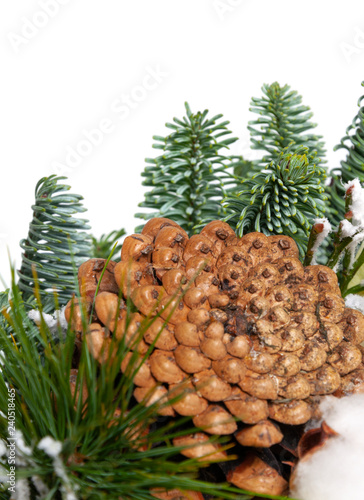Pinecone with sprigs of spruce, on a white background close-up