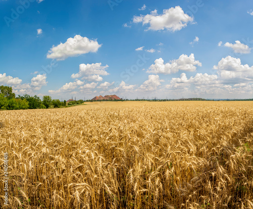Blue sky with clouds over wheat field in Donbass
