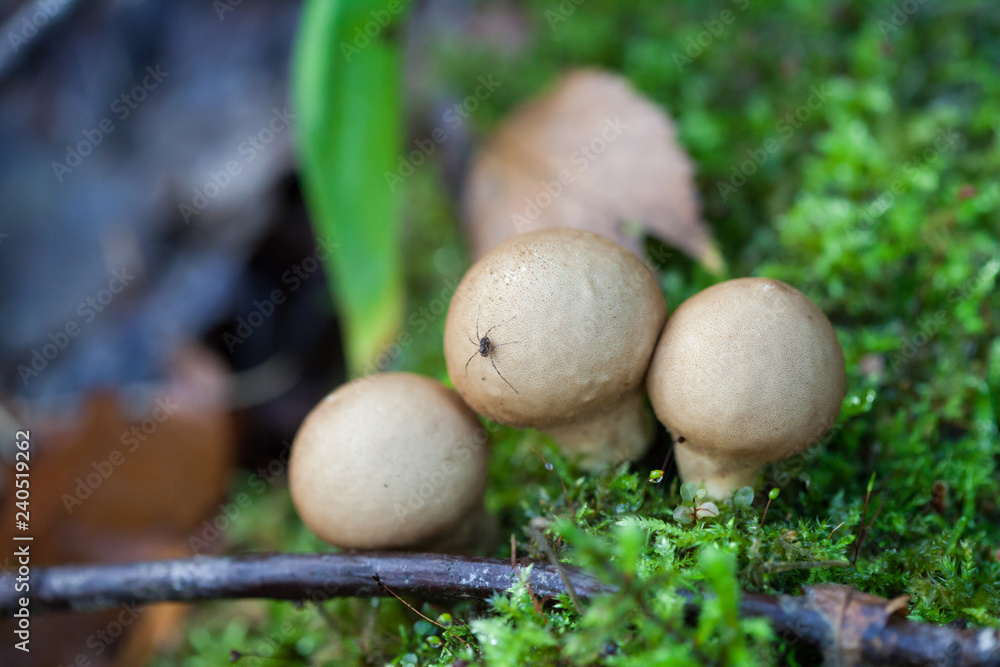 Lycoperdon molle, group of mushrooms and spider Lycoperdon molle, group of mushrooms and spider