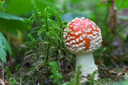 Amanita muscaria, commonly known as the fly agaric or fly amanita