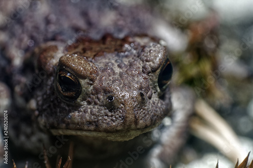 toad from Scandinavia where it is a rare species photo