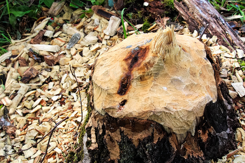 Closeup of a tree stump chewed by a beaver