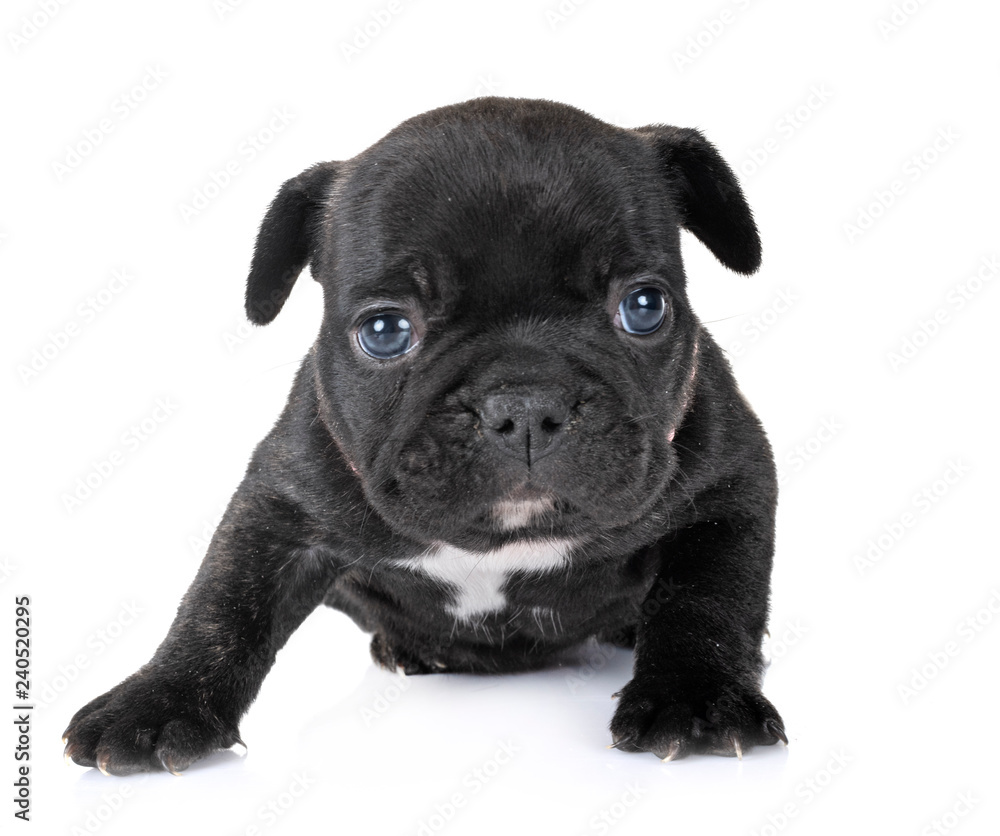 puppy french bulldog