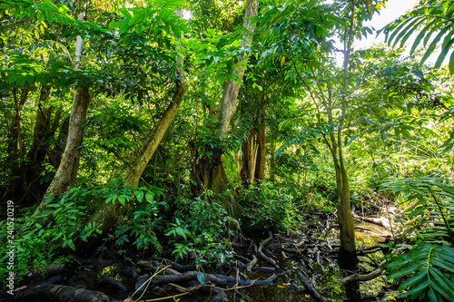 Natural pterocarpus forest swamp in Puerto Rico