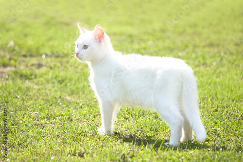  White young kitten standing on a green grass
