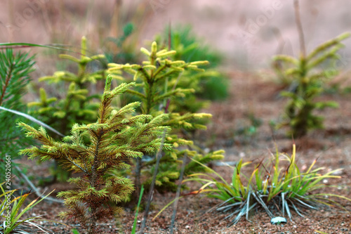 Young firs planted (regrowth) on plot with sandy soil photo