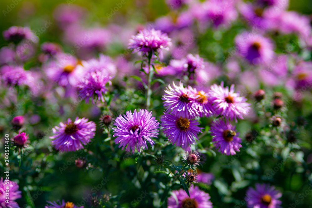 Perennial Astra Violet Queen Perennial Astra Violet Queen