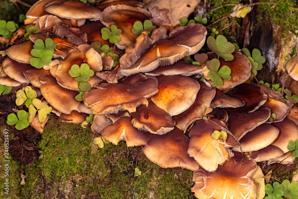 Armillaria summer (Kuehneromyces mutabilis) Armillaria summer (Kuehneromyces mutabilis)