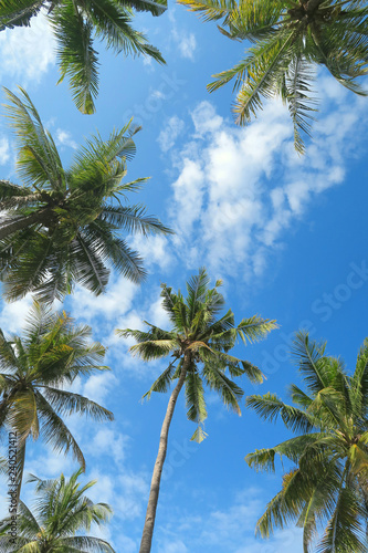 Palm trees and blue sky bottom view