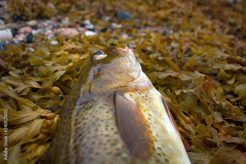 cod catch fish on seaweed. photo