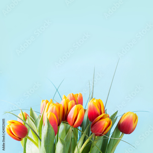 Fototapeta Naklejka Na Ścianę i Meble -  Bunch of red and yellow tulip flowers on punchy blue background. Spring concept.