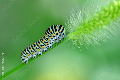 Monarch butterfly from caterpillar and  eggs © blackdiamond67