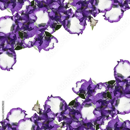 Fototapeta Naklejka Na Ścianę i Meble -  Beautiful floral background of irises 