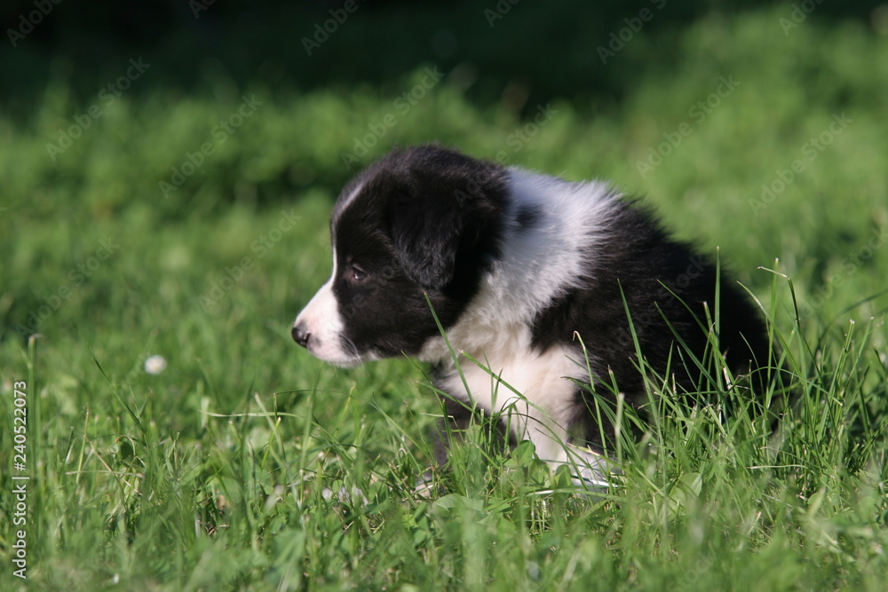 Dog puppy playing on grass