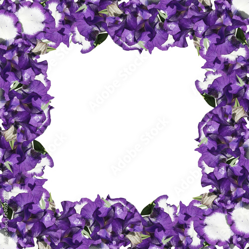 Fototapeta Naklejka Na Ścianę i Meble -  Beautiful floral background of irises 
