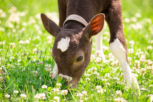 The calf on a summer pasture