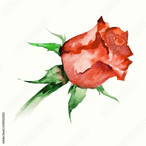 Φωτογραφία watercolor rosebud