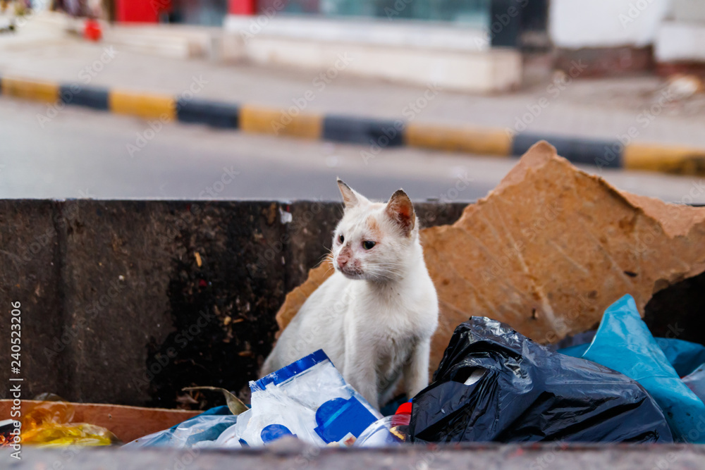 Homeless street cat is looking for food in the trash container. White