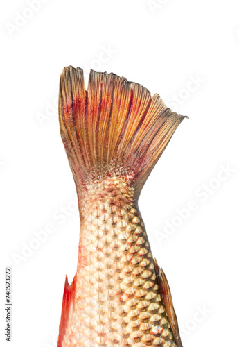 Pelengas fish tail photo