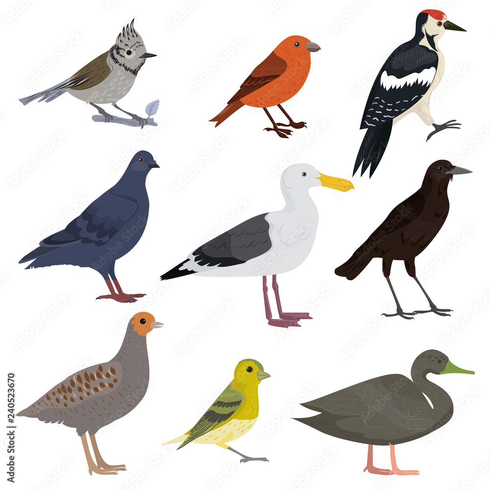 Set of beautiful multi-colored birds on a white background. Set of beautiful multi-colored birds on a white background.